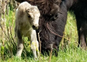 تولد یک بوفالو سفید موجی از هیجان میان بومیان آمریکا پدید آورد