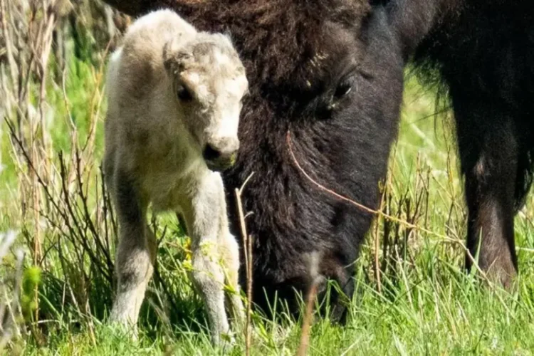 تولد یک بوفالو سفید موجی از هیجان میان بومیان آمریکا پدید آورد