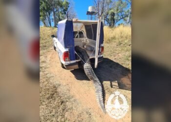 A crocodile was terrorizing this Australian town. So residents cooked and ate it