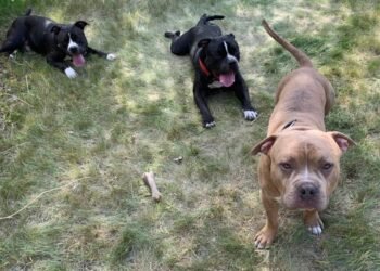 Judge reserves decision of the fate of two dogs in fatal Calgary attack