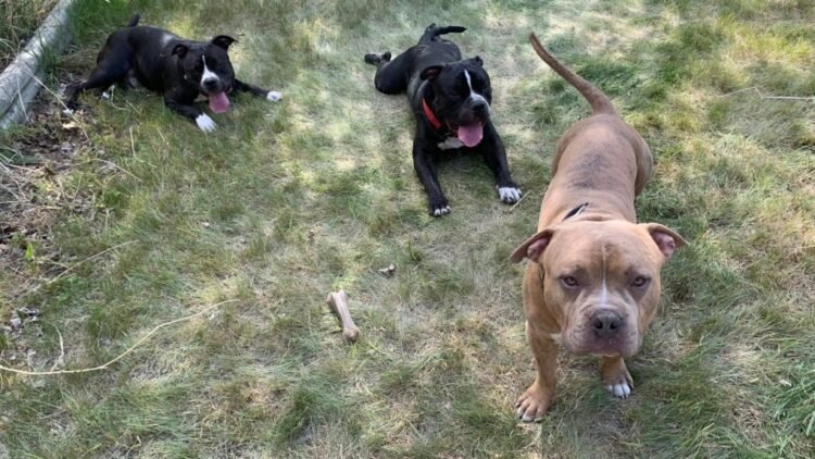 Judge reserves decision of the fate of two dogs in fatal Calgary attack