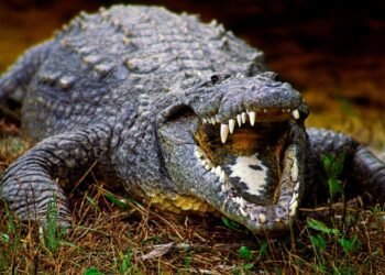 وجود یک تمساح باعث وحشت در  شهر استرالیا شده بود. ساکنان آن را پختند و خوردند 