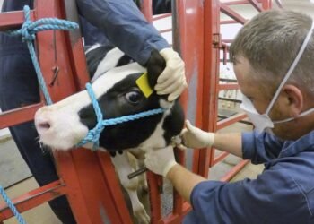 A bird flu outbreak is spreading among cows in the U.S. Scientists are hunting for answers