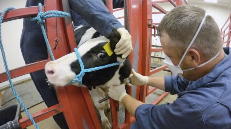 A bird flu outbreak is spreading among cows in the U.S. Scientists are hunting for answers