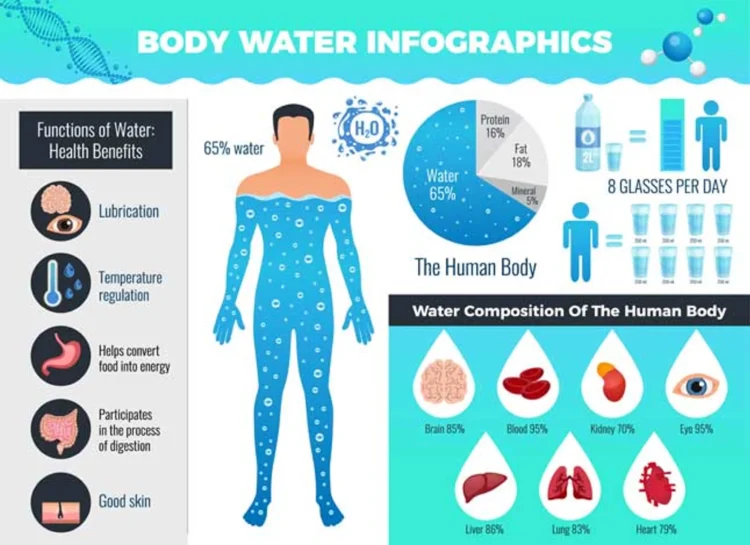 What is the role of water in the body and what are its functions?