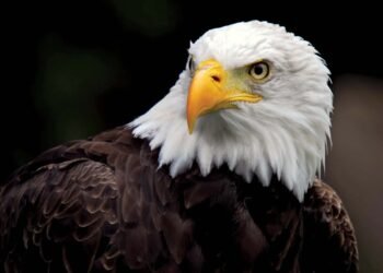 Bald Eagle Officially Declared America’s National Bird After Nearly 250 Years