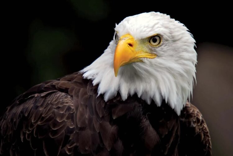 Bald Eagle Officially Declared America’s National Bird After Nearly 250 Years