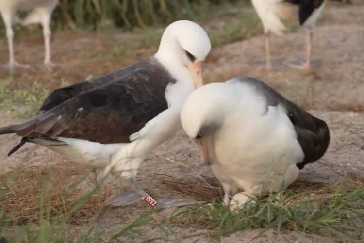 در سن ۷۴ سالگی، مسنترین پرنده جهان دوباره تخم گذاشت