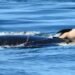 Orca’s Heartbreaking ‘Grief Swim’ Sparks Call for Rethinking Animal Ethics