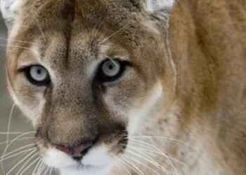 “Ammonite Falls Hiking Trail Closed on Vancouver Island Due to Aggressive Cougar”