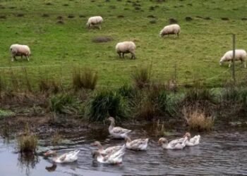 First-Ever Case of Bird Flu Found in Sheep in Northern England