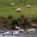 First-Ever Case of Bird Flu Found in Sheep in Northern England
