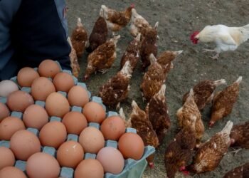 U.S. Seeks European Eggs to Ease Shortage