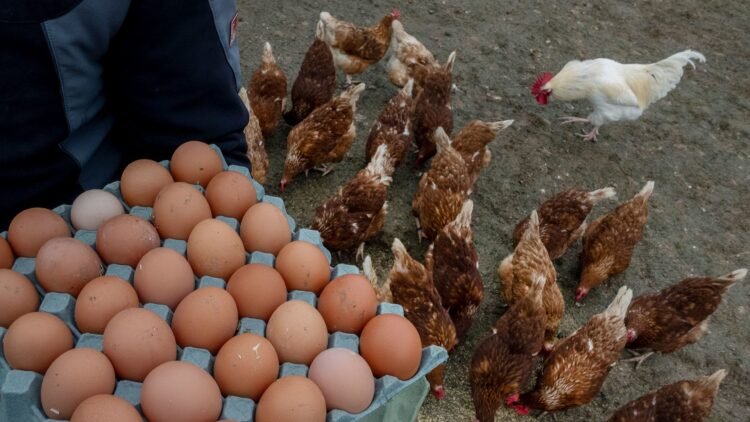 U.S. Seeks European Eggs to Ease Shortage