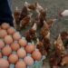 U.S. Seeks European Eggs to Ease Shortage