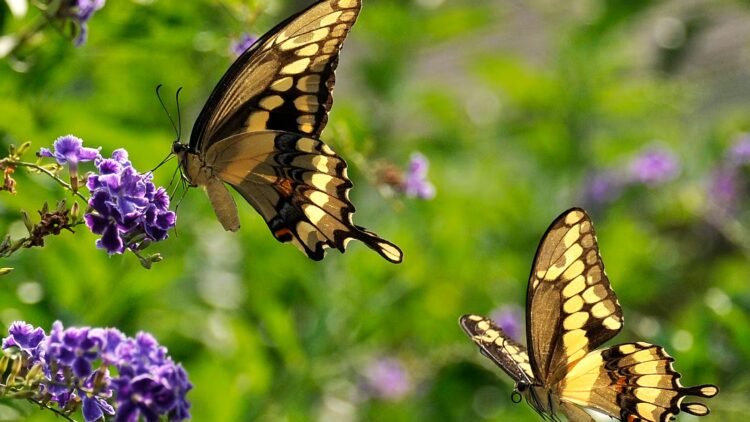 America’s Butterflies Are Disappearing at an Alarming Rate