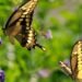 America’s Butterflies Are Disappearing at an Alarming Rate