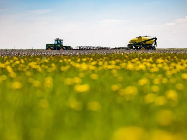 Saskatchewan Farmers Face New Chinese Tariffs on Canola