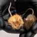 Scientists Create ‘Woolly Mouse’ in Mammoth Revival Effort