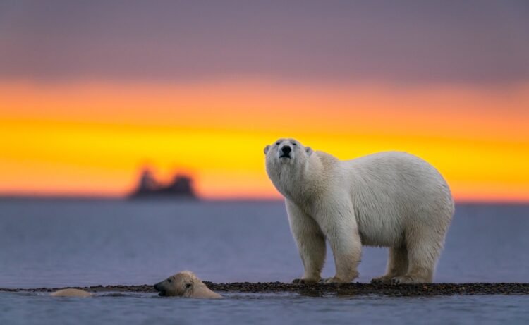 Manitoba Revokes Polar Bear Viewing Permits for Churchill Ecotourism Company