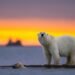 Manitoba Revokes Polar Bear Viewing Permits for Churchill Ecotourism Company