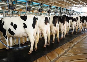 Trump’s Dairy Tariff Claims Don’t Hold Water