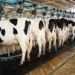 Trump’s Dairy Tariff Claims Don’t Hold Water