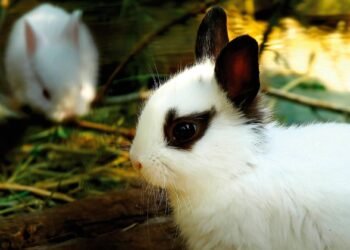 Humane Societies Urge Caution: Rabbits Are Not Easter Gifts