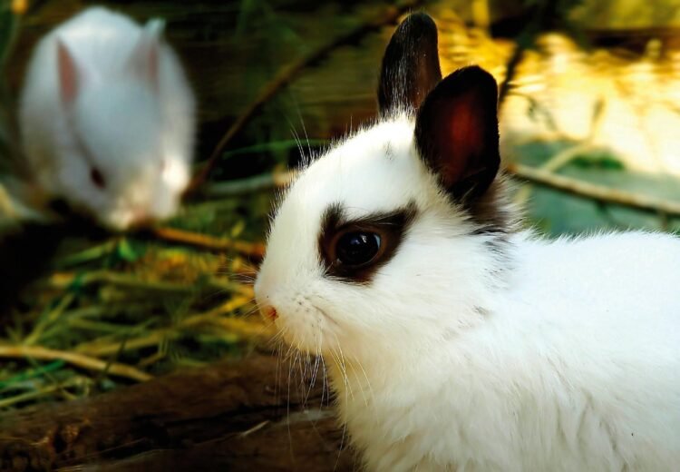 Humane Societies Urge Caution: Rabbits Are Not Easter Gifts