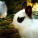 Humane Societies Urge Caution: Rabbits Are Not Easter Gifts