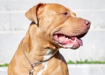 B.C. Judge Orders Euthanasia of Pit Bull Linked to Fatal Dog Attack