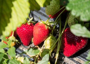 امید توت‌فرنگی در دل بهار سرد؛ کشاورزان انتاریو چشم‌انتظار آفتاب تابستانی