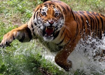 Lions, Tigers, and a War Zone: Mexico’s Wildlife Refuge Flees the Cartel Inferno