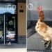 Hen vs. Hot Wings: Chicken Rescued Outside Iowa Buffalo Wild Wings