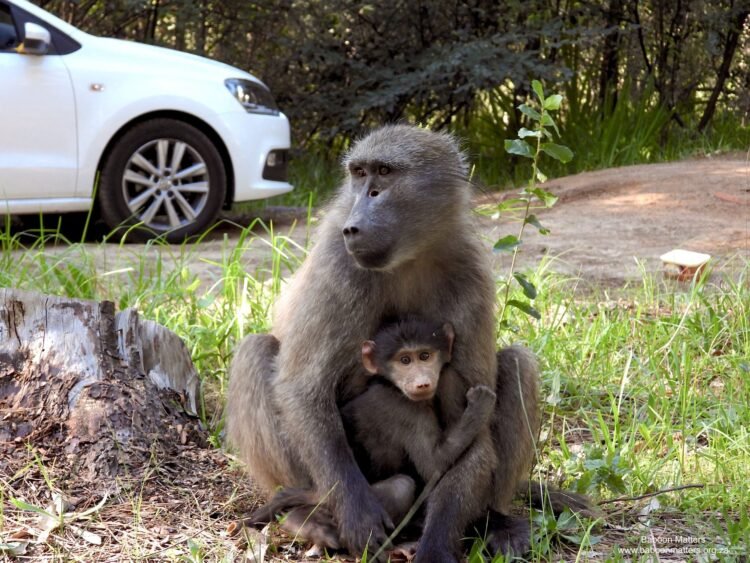Nuremberg Zoo baboon cull