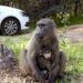 Nuremberg Zoo baboon cull