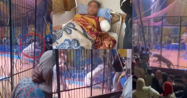 Tiger Attack Egypt Circus