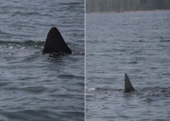 ‘Holy Sugar!’ Giant Basking Shark Stuns Fishers Off P.E.I. Coast