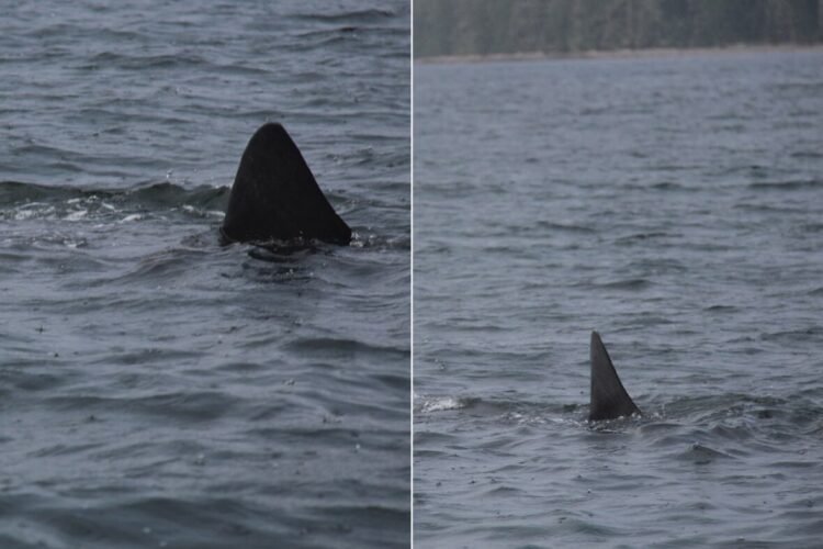 ‘Holy Sugar!’ Giant Basking Shark Stuns Fishers Off P.E.I. Coast