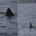 ‘Holy Sugar!’ Giant Basking Shark Stuns Fishers Off P.E.I. Coast