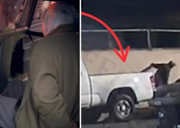 Santa Ana Cat Killer Arrest in Sparks Outrage and Vigilante Chaos