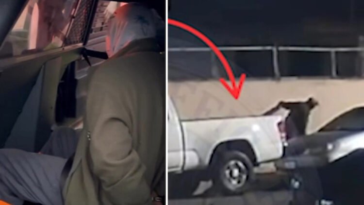 Santa Ana Cat Killer Arrest in Sparks Outrage and Vigilante Chaos