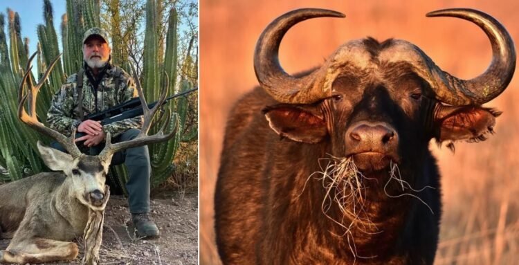 Thin Line Between Adventure and Death: Rethinking Safari Safety