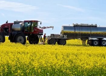China canola tariffs