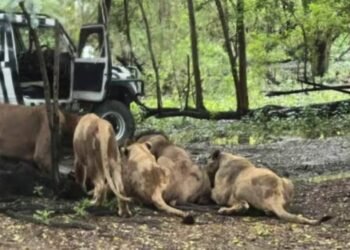 Safari World Bangkok lion