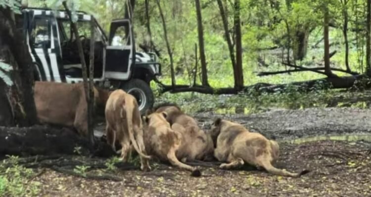 Safari World Bangkok lion