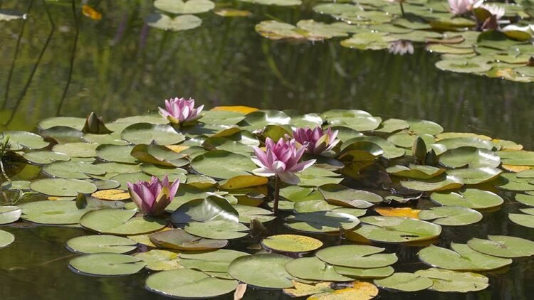 خشکسالی کرمانشاه