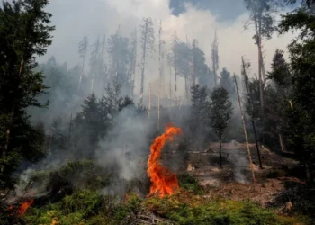 آتش‌سوزی جنگل‌های هیرکانی