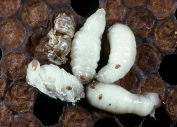 tropilaelaps mite threat