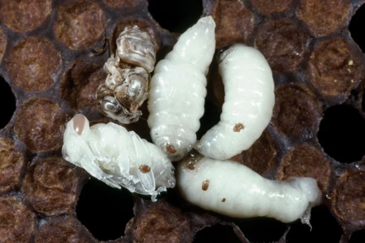 tropilaelaps mite threat